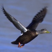 American Black Duck
